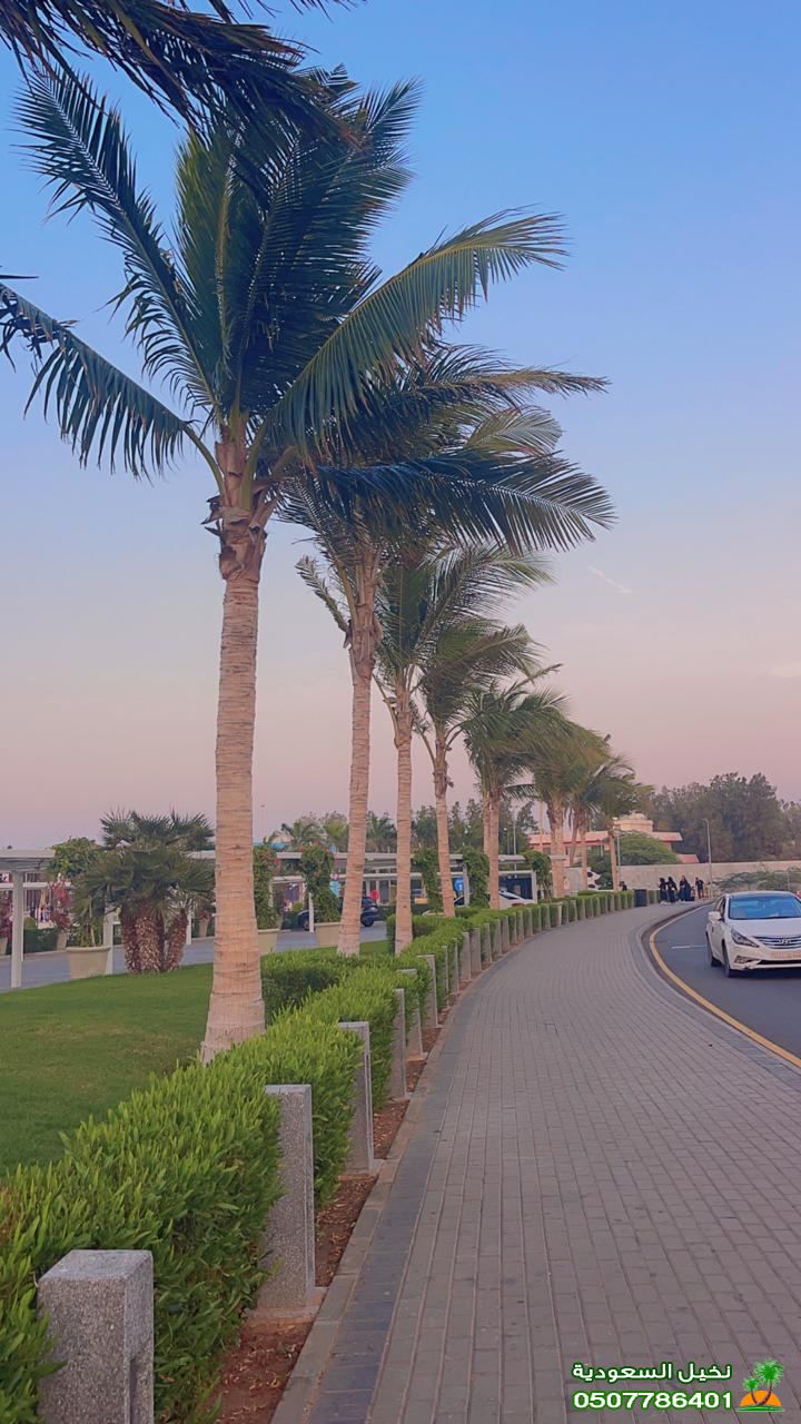 غرس نخيل وشنطني في الاحواش والمزارع في الرياض
